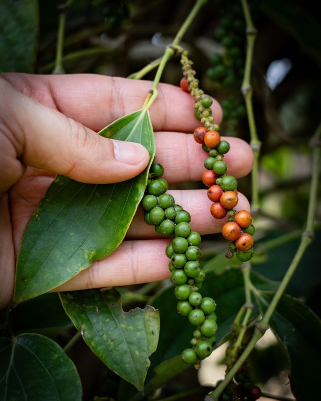 "Ten váš pepř nemá konkurenci. Nikdy bych nevěřila, že i na pepři zaleží. Krásné Vánoce Kateřina" Dostat takovou zpětnou...